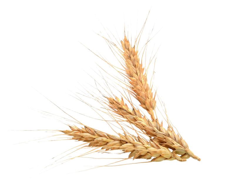 Wheat Extract (Triticum Aestivum)